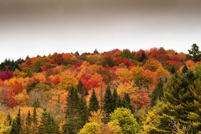 Scenic view of trees in forest against sky during autumn