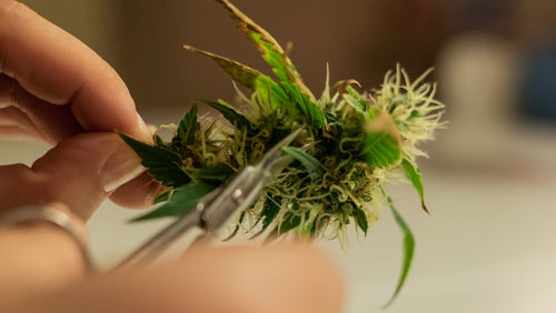 Cropped image of person holding cannabis plant at home