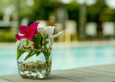 Close-up of rose on table by swimming pool