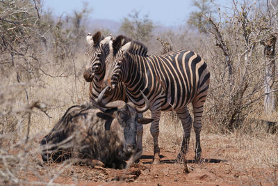 View of two zebras in the wild