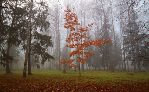 Pine trees in forest during winter