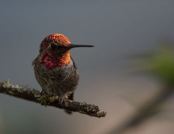 Close-up of bird perching on branch