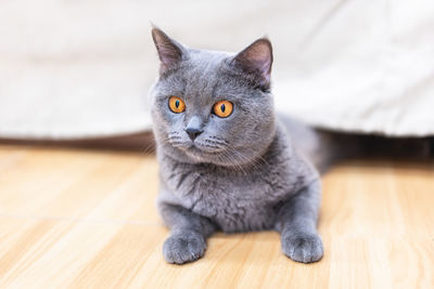 Portrait of cat on hardwood floor