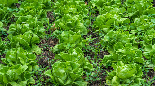 Full frame shot of plants growing on field
