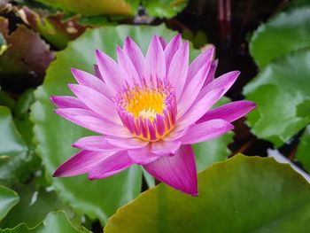 Close-up of lotus water lily