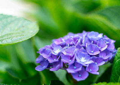 Close-up of purple hydrangea flowers