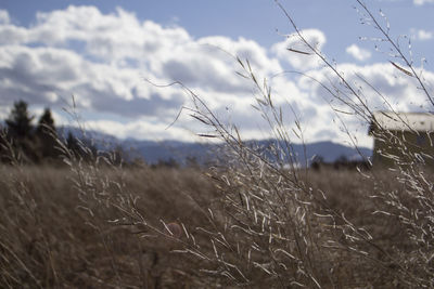 Close-up of wheat plants on field against sky