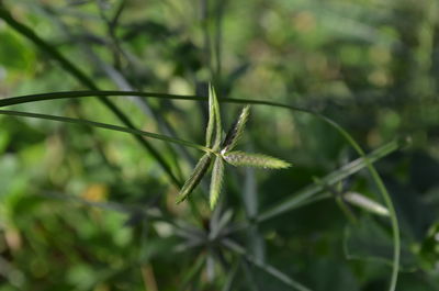 Close-up of plant