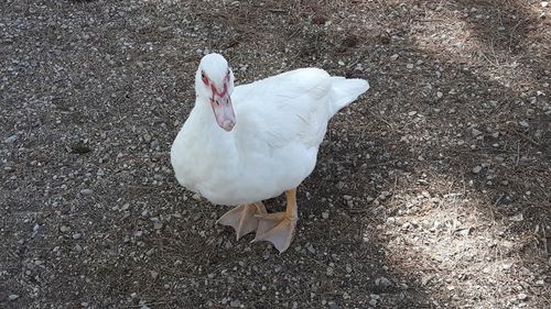 High angle view of swan in water