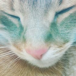 Close-up portrait of dog