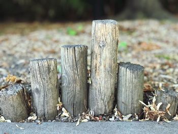 Close-up of tree stump