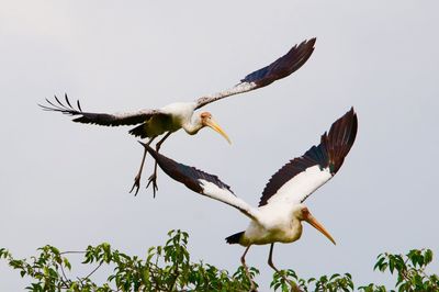 Low angle view of bird flying in sky
