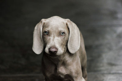 Close-up portrait of dog