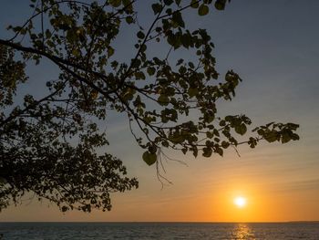 Silhouette tree by sea against sky during sunset