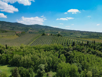 Scenic view of vineyard against sky