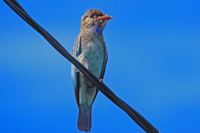 Low angle view of bird perching against clear blue sky