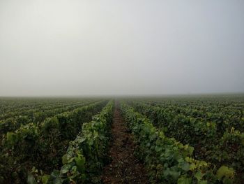 Scenic view of vineyard against sky during foggy weather