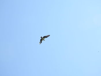 Low angle view of seagull flying in sky