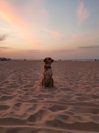 Dog sitting on beach