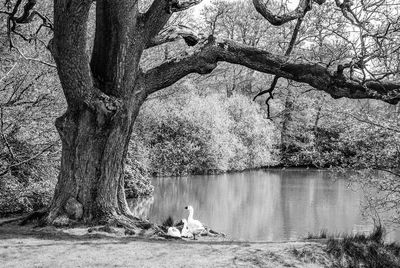 People sitting by tree trunk by lake