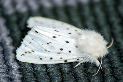 Close-up of butterfly on leaf