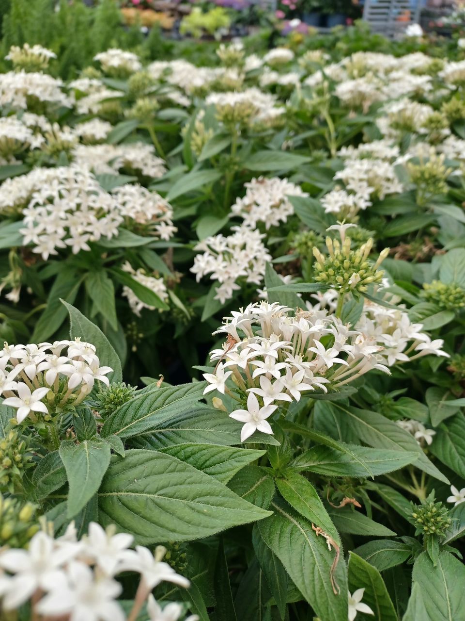 plant, flower, flowering plant, plant part, leaf, nature, freshness, beauty in nature, green, growth, food and drink, food, vegetable, no people, day, white, healthy eating, fragility, close-up, outdoors, shrub, herb, botany, leaf vegetable, garden, high angle view