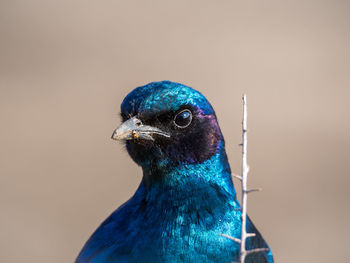 Close-up of peacock