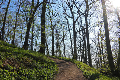 Footpath amidst trees in forest