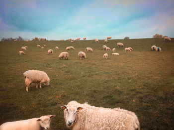 Flock of sheep on field