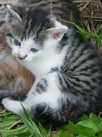 Close-up portrait of a cat