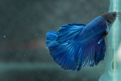 Siamese fighting fish beautiful blue and red fish with black background