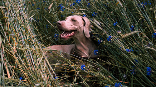 Dog sitting in field