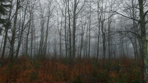 Trees in forest