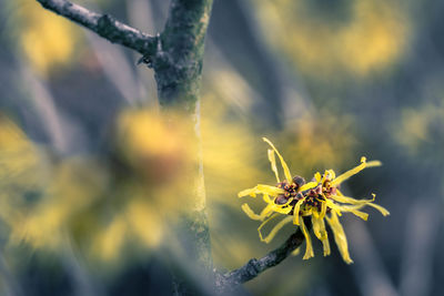 Close-up of insect on yellow flower