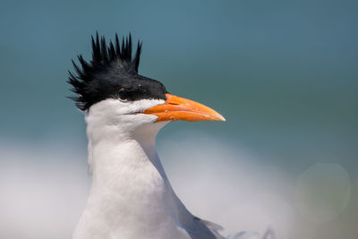 Close-up of a bird looking away