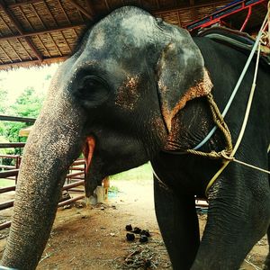 Close-up of elephant