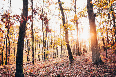 Sunlight streaming through trees in forest during autumn