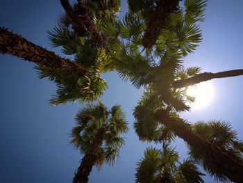 Low angle view of trees against clear sky