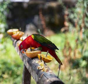 Close-up of bird perching on wood