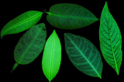 Close-up of green leaves