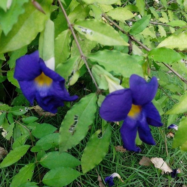 CLOSE-UP OF PURPLE FLOWERS BLOOMING