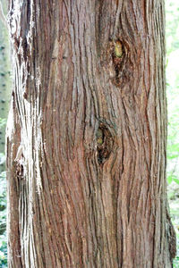 Close-up of tree trunk