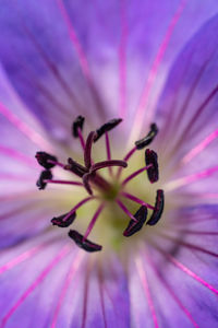 Macro shot of pink flower