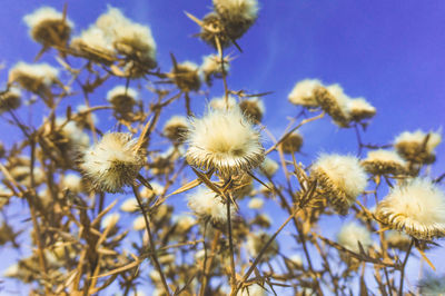 Low angle view of flowering plants against sky