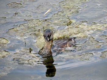 High angle view of bird swimming in lake