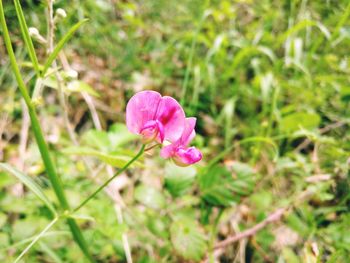 Close-up of pink flower blooming outdoors