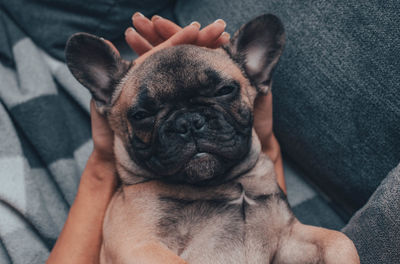 French bulldog puppy lies on its back in the hands of the hostess with open eyes