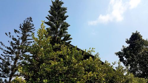 Low angle view of tree against sky