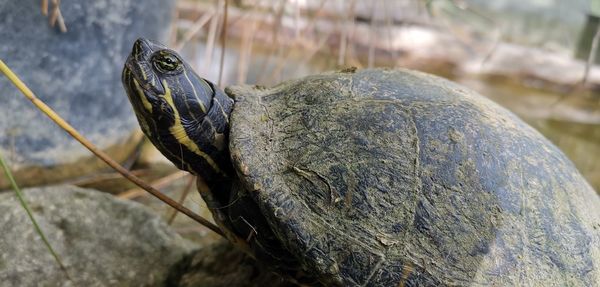 Close-up of turtle