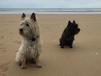 Cairn terriers at beach